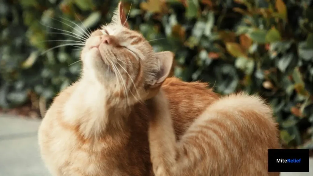 An orange tabby cat actively scratching its neck and head due to a house dust mite allergy flare-up.