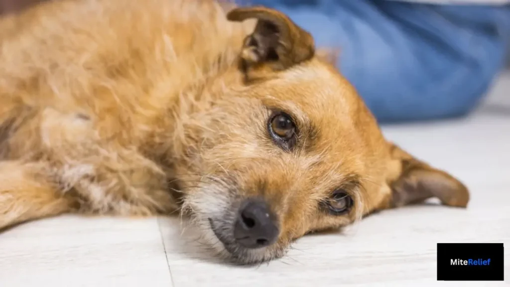 A scruffy brown dog lying flat on the floor looking tired from dust mite allergy skin irritation.