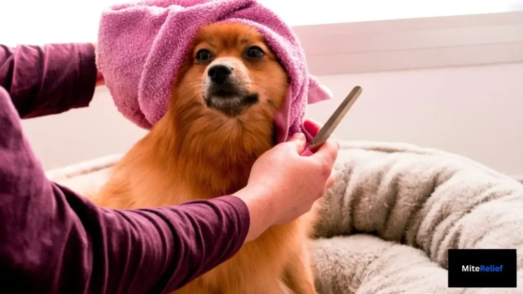 Grooming a clean dog wrapped in a towel next to plush pet bedding to reduce house dust mite allergens.