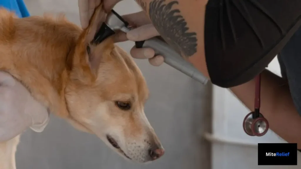 A close-up of a veterinarian using an otoscope to examine a dog's ear for allergy-induced irritation.