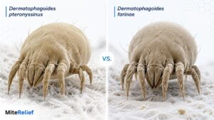 House Dust Mite Pteronyssinus: D. Farinae & Allergy Tests